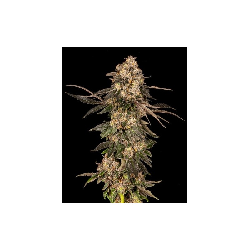 COOKIES SEED BANK - CHERRY FRITTER FEM